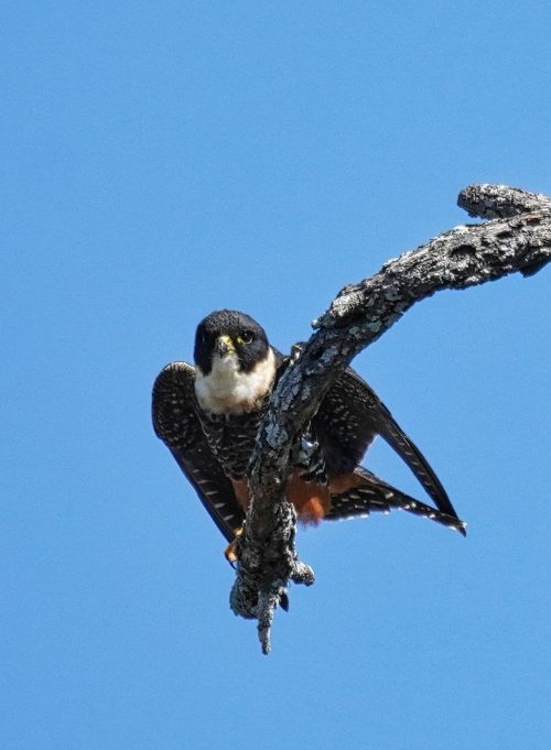 Сокол-летучая мышь стал звездой соцсетей и СМИ