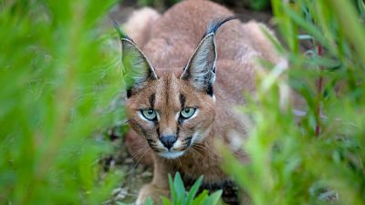 С любезного разрешения Caters News