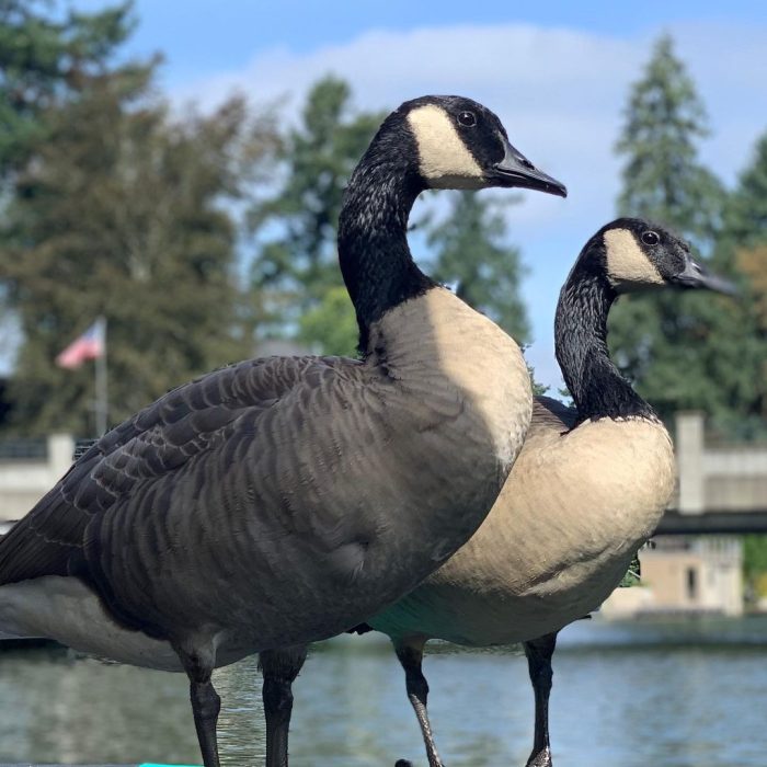 Мужчина  спас от гибели гусёнка — второго пилота моторной лодки