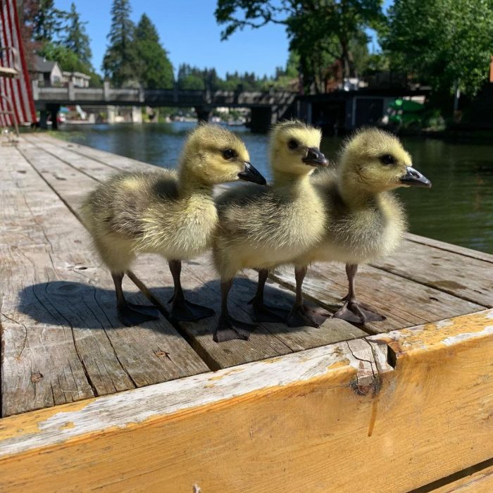 Мужчина  спас от гибели гусёнка — второго пилота моторной лодки