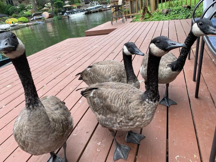 Мужчина  спас от гибели гусёнка — второго пилота моторной лодки