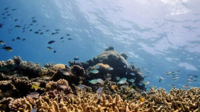 Исследование показало, что влияние изменения климата на поведение рыб преувеличено