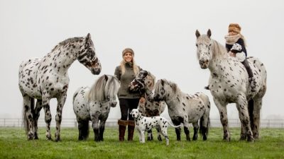Группа лошадей, пони и собака выглядят одинаково с чёрными пятнами