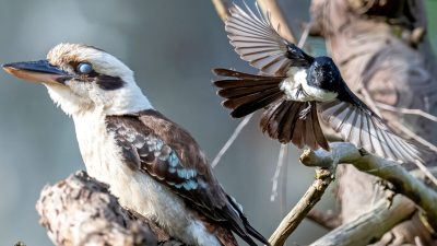Олимпийское спокойствие кукабарры возмутило трясогузок