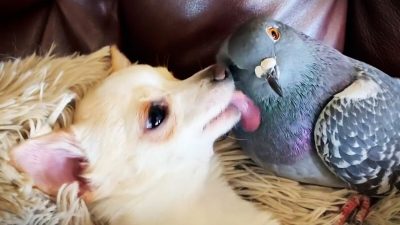 Травмированный голубь подружился с щенками-инвалидами в приюте