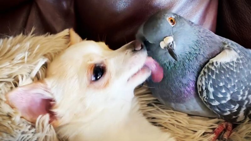 Травмированный голубь подружился с щенками-инвалидами в приюте Травмированный голубь подружился со щенками-инвалидами в приюте.Фото: Любезно предоставлено Фондом Миа | Epoch Times Россия