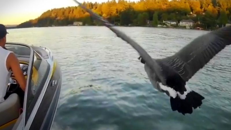 Мужчина  спас от гибели гусёнка — второго пилота моторной лодки. (Courtesy of Kyle the Goose)  | Epoch Times Россия