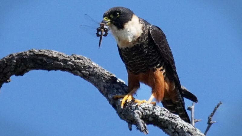  Сокол-летучая мышь впервые стал звездой соцсетей. Фото:  Предоставлено Peter Witt | Epoch Times Россия