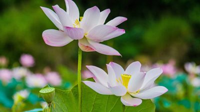 Я хочу стать лотосом