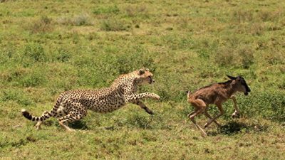 Исследование: употребление мяса повышает риск развития рака