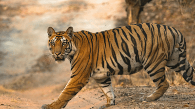 Справедливость и храбрость