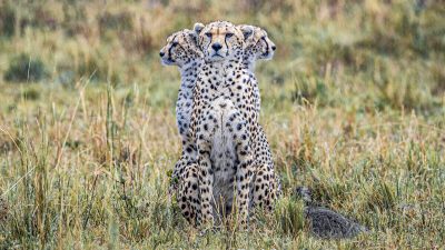 Оптическая иллюзия: гепард с тремя головами