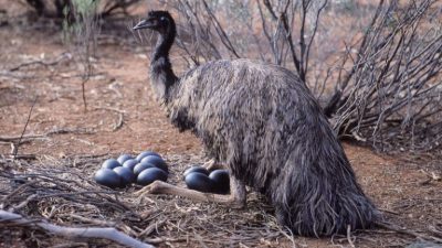 Знаете ли вы, что самцы эму воспитывают птенцов?