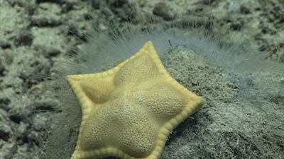 Морская звезда, похожая на равиоли, возбуждает аппетит