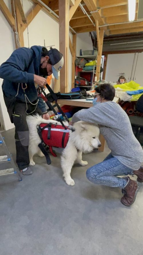 Бесстрашные приключения пушистого щенка и его хозяина на параплане стали вирусными