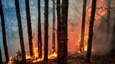 В России за сутки потушили лесные пожары на площади более 7000 га. (Forest fires/СС0)