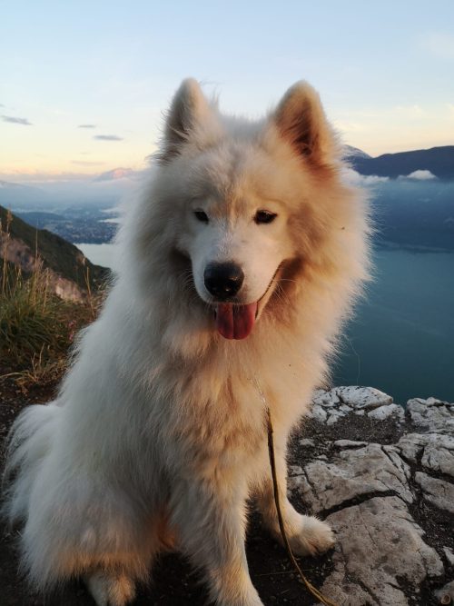 Бесстрашные приключения пушистого щенка и его хозяина на параплане стали вирусными