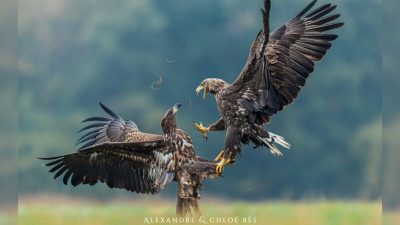 Удивительные снимки двух орланов-белохвостов в страшной схватке за еду