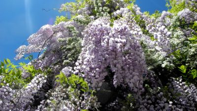 «Дни любования глицинией» в Крыму продолжаются