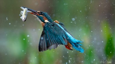 Офисный работник снимает невероятно удивительные кадры дикой природы во время обеденного перерыва