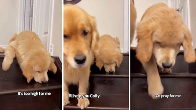 Расстроенная появлением нового питомца собака занялась его воспитанием