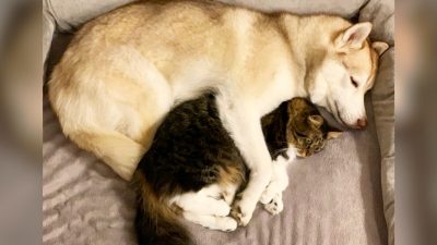 Сибирский хаски помог котёнку на грани смерти, теперь у них невероятно особенная связь