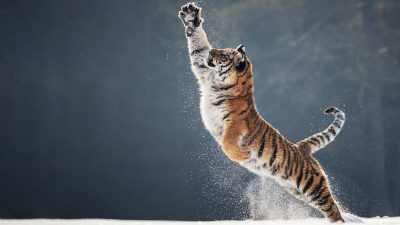 Фотографии тигрицы Лахьи, играющей в снегу