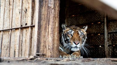 Запертые в вагоне на 15 лет тигры впервые увидели небо над головой. (Courtesy of Hristo Vladev/Four Paws) 
