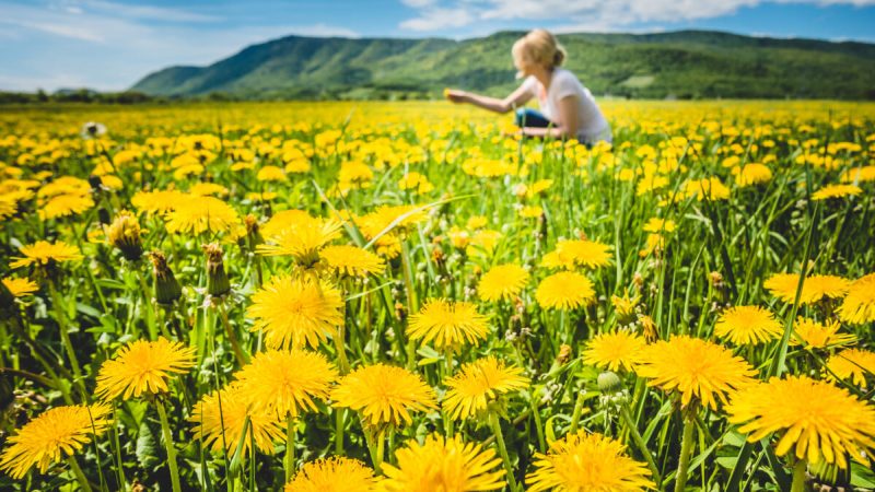 Это многолетнее растение когда-то почиталось за многочисленные применения: цветы для вина, листья для приготовления пищи и корни для лекарственных средств. Benoit Daoust/Shutterstock
 | Epoch Times Россия
