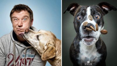 Забавные фотографии собак, ловящих лакомства — посмотрите на их комичные выражения лиц