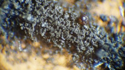 НАСА хочет вернуть свою лунную пыль и тараканов