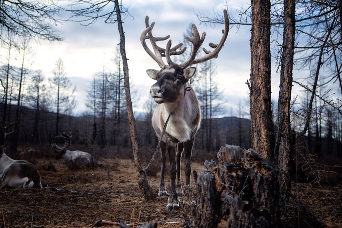 Фотографы запечатлели жизнь оленеводов, живущих на границе Монголии и Сибири