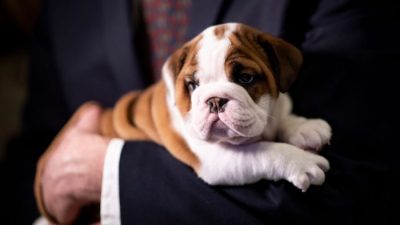 Необходимо изменить условия разведения английских бульдогов, считают ветеринары