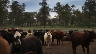 Более 151 000 голов крупного рогатого скота в Индонезии заражены ящуром
