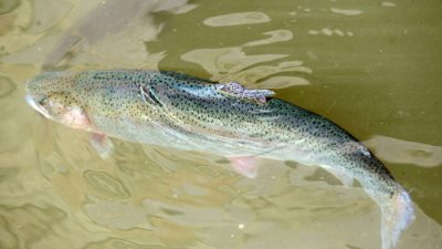 Калифорния подвергнет эвтаназии 350 000 радужных форелей из-за вспышки бактериальной инфекции
