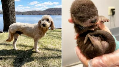 Героический трёхногий пёс, борющийся с раком, спас из реки осиротевшего щенка выдры