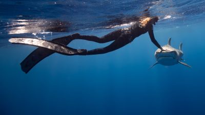 Что делать, если в воде к вам приближается акула? Советует профессиональный дайвер