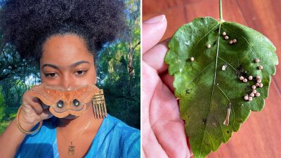 Женщина провела день с самкой мотылька и стала заботиться о 200 её яйцах