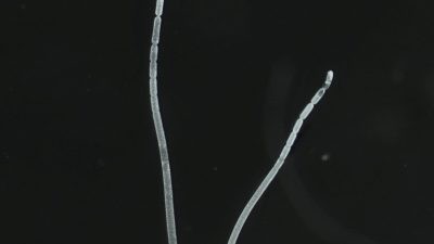 В болотах Карибского бассейна обнаружены гигантские бактерии