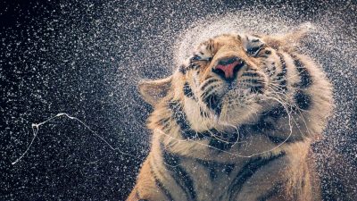Фотограф делает потрясающие портреты исчезающих животных