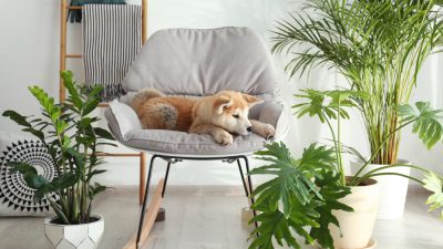 10 комнатных растений, безопасных для домашних животных