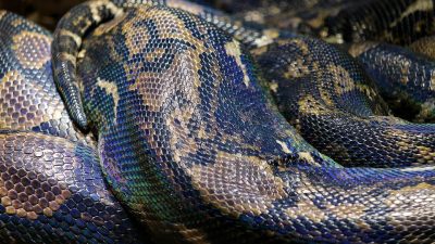 Во Флориде обнаружен самый крупный бирманский питон