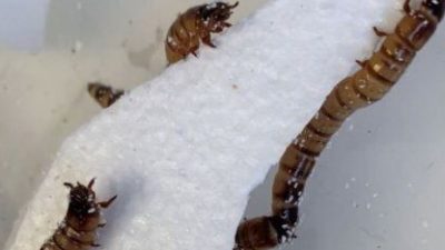 Черви, поедающие пластик, помогут перерабатывать пластиковые отходы безопасно для экологии