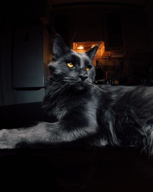 Чёрный кот мейн-кун с удивительными глазами и шелковистой шерстью похож на пантеру