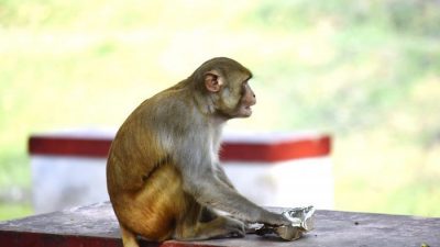 В Подмосковье агрессивная обезьяна напала на 2-летнего ребёнка