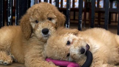 В Китае процветает клонирование домашних животных