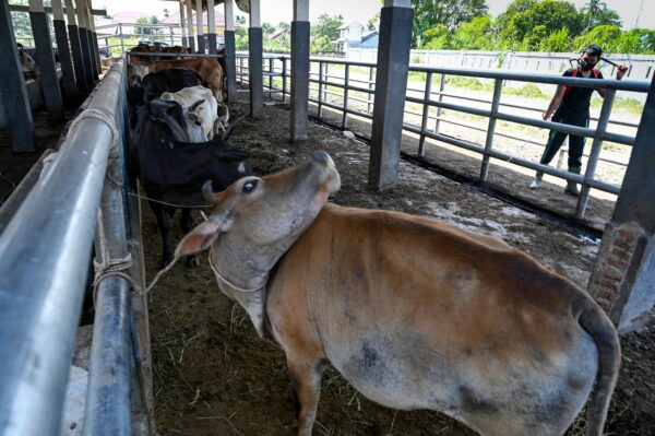 Австралия ужесточает меры биобезопасности для борьбы с ящуром