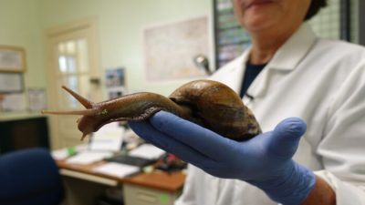 Нашествие гигантских улиток: в округе Флориды введён месячный карантин