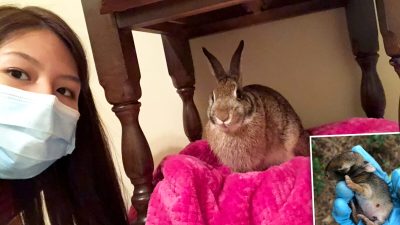 Дикий кролик вернулся навестить женщину, которая спасла его новорождённым