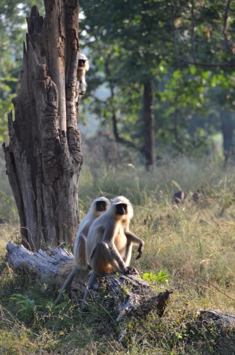 Преследование тигров: на сафари в Индии